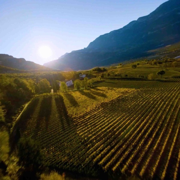 Mazon | Pinzon | Glen Mazon | Pinzon | Glen